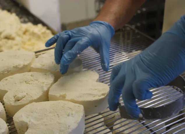 Photo d'un fromager formant les Neufchâtel en cœur.
